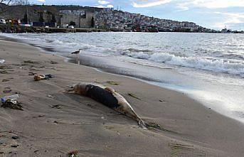 Sinop'ta 3 ölü yunus karaya vurdu