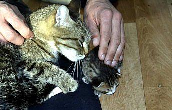 Soğukta kalan yavru kediler kurtarıldı