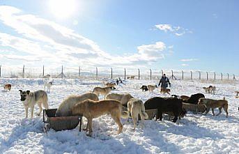 Sokak hayvanları belediyeye emanet