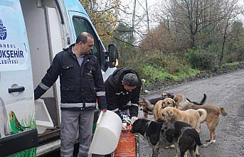 Sokakta yaşayan hayvanlara günlük 1 ton mama