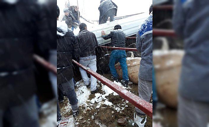 Tokat'ta ahırın tavanı çöktü
