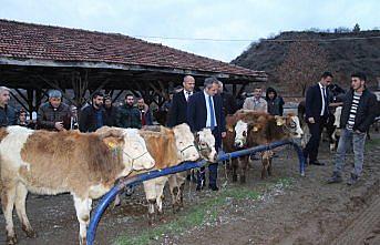 Tosya'da, genç çiftçilere 45 baş düve dağıtıldı