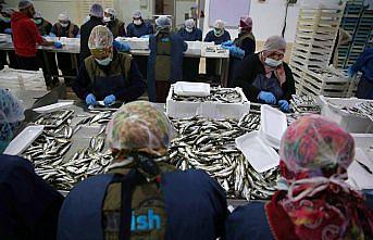 Türkiye'den 64 ülkeye balık ihracatı