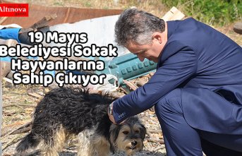 19 Mayıs Belediyesi Sokak Hayvanlarına Sahip Çıkıyor