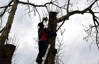 Ağaçta ipe dolanan güvercini itfaiye ekipleri kurtardı