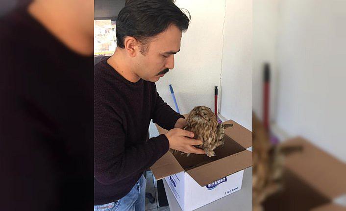 Artvin'de yaralı bulunan baykuş tedavi edildi