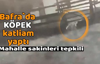 Bafra`da köpek katliam yaptı