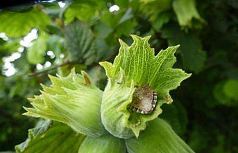 Fındığa kahverengi kokarca tehdidi