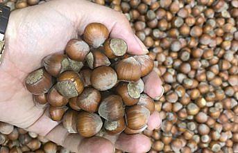 Fındık ihracatı geçen yıl 1,6 milyar dolar kazandırdı