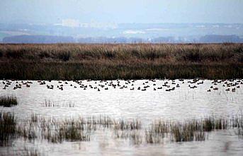 Göçmen kuşların kış durağı Kızılırmak Deltası
