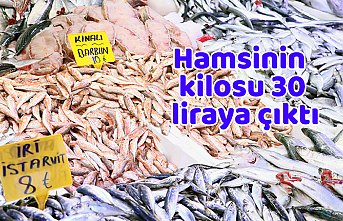 Hamsinin kilosu 30 liraya çıktı