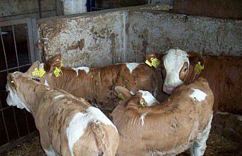 Hayvan yetiştiricilerine “buzağı ölümleri“ uyarısı