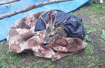 Kayalıklardan düşen karaca koruma altına alındı