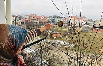 Kuşlar için ağaç dallarına ekmek asıyor