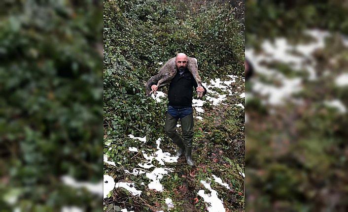 Ordu'da dereye düşen karaca kurtarıldı