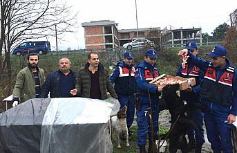 Ordu'da sokak hayvanlarına 