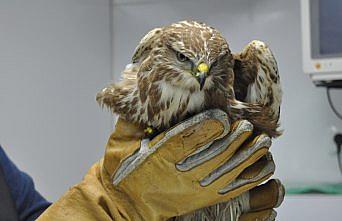 Soğuktan bitkin düşen atmaca koruma altına alındı