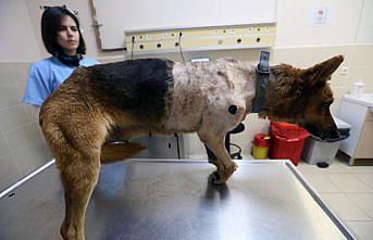 Tüfekle vurulan sokak köpeğinin ayağı kesilecek