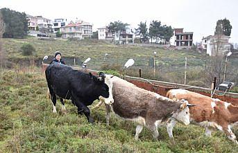 Uçurumdan yuvarlanan 