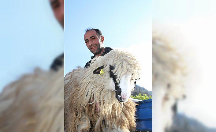 Yağlıdere'de genç çiftçilere küçükbaş hayvan dağıtıldı