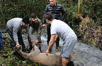 Yaralı geyik donmak üzereyken kurtarıldı