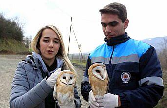 Yavru baykuşlar doğaya bırakıldı