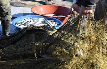 Zonguldaklı balıkçıların kefal sevinci