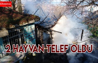 2 HAYVAN TELEF OLDU