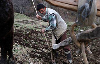 70'lik dede tarlasını kara saban ile sürüyor