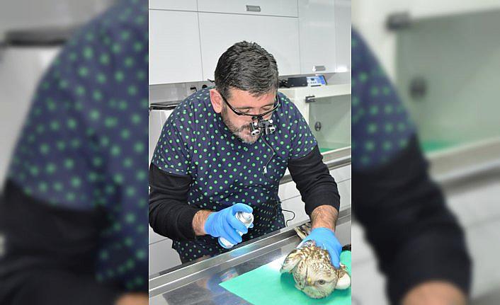 Ateşli silahla yaralanan kartala müdahale