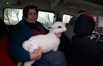 Bebek beziyle bezledikleri kuzuya evde bakıyorlar