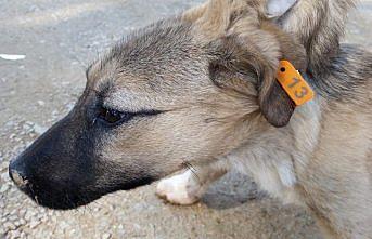 Boyabat'ta sokak köpekleri aşılanıyor
