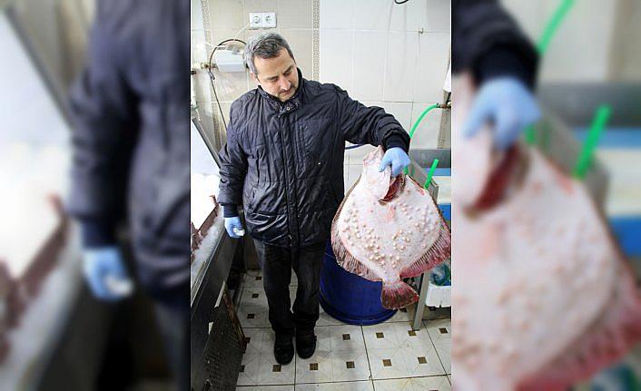 Karadeniz'de avlanan kalkan 750 liraya satıldı