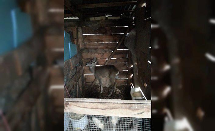 Kayalıklardan düşen karacanın tedavisi tamamlandı