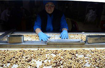 Ordu'da fındığın kilogram fiyatı 14,75 liraya yükseldi