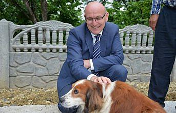 Terme'de sokak hayvanları için çalışma