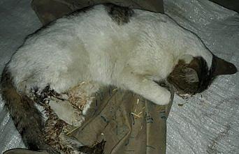 Tüfekle vurulmuş halde bulunan kedi kurtarılamadı