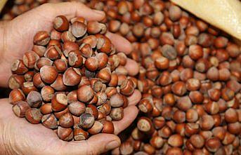 Türkiye'den 5 ayda 143 bin ton fındık ihraç edildi