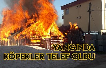 YANGINDA KÖPEKLER TELEF OLDU