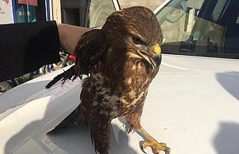 Yaralı bulunan doğan tedavi altına alındı