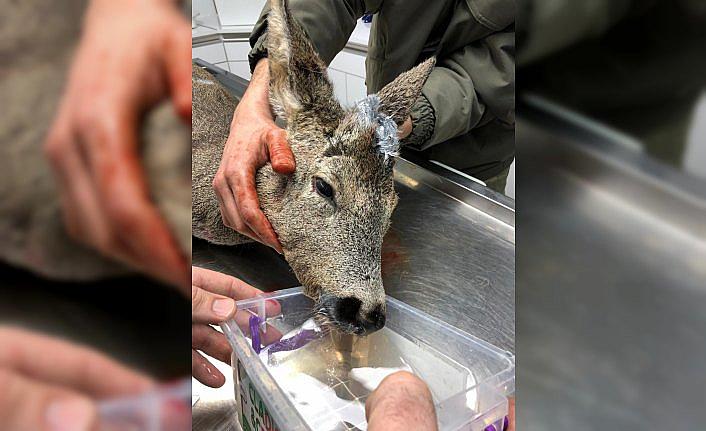 Yaralı halde bulunan karaca tedavi edildi