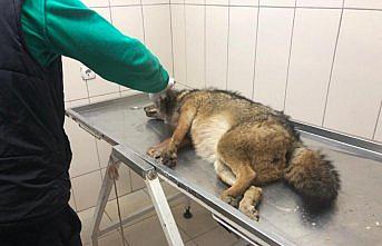 Yaralı tilkiye jandarma sahip çıktı