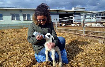 Amasya'da bir koyun altız doğurdu