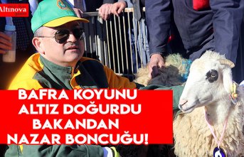 Bafra  koyununa nazar boncuğu