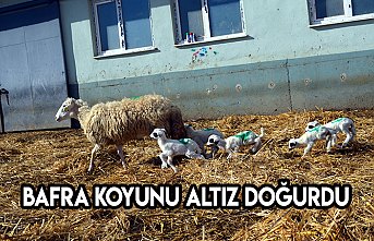 Bafra koyunu altız doğurdu