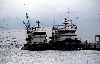 Balıkçı teknelerinin davetsiz misafiri martılar