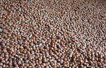 Fındık ihracatının yüzde 48'i Trabzon merkezli firmalardan