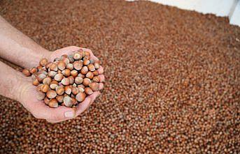 Fındıkta alan bazlı destek ödemeleri