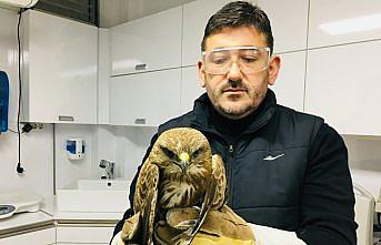 Kanadından vurulan şahin tedavi edildi