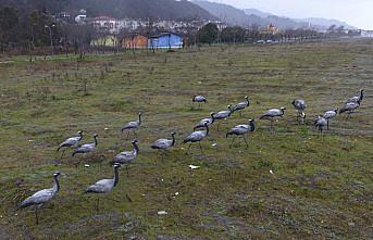 Kastamonu'da konaklayan turnalar doğa tutkunlarını sevindirdi